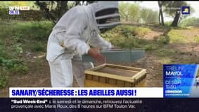Sanary-sur-Mer: 50% de miel en moins à cause de la sécheresse de cet été