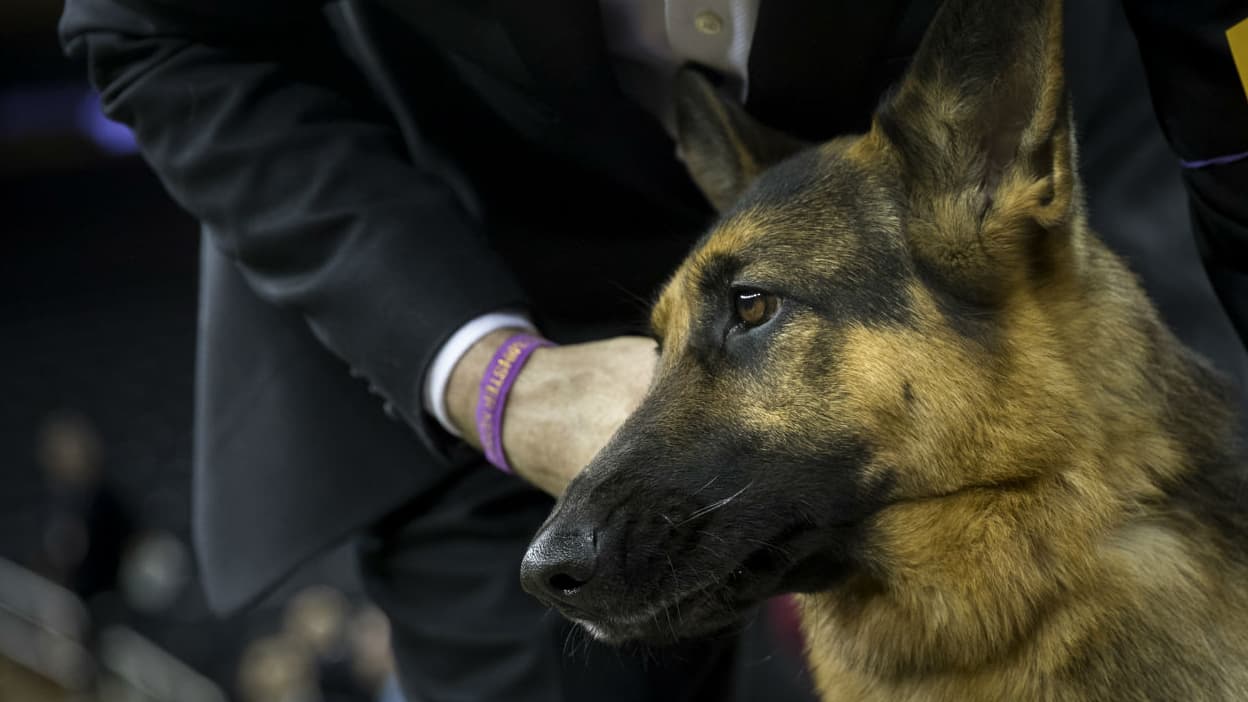 Val D Oise Un Homme Ecope De 6 Mois De Prison Pour Avoir Assene 14 Coups De Couteau A Son Chien