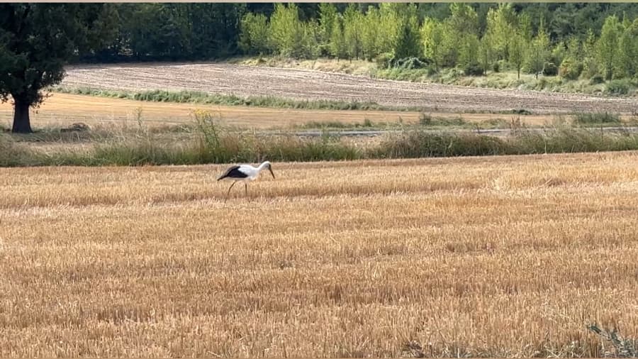 Depuis vendredi dernier, une cigogne fait étape dans le petit village de Marcoux, près de Digne-les-Bains (Alpes-de-Haute-Provence) Depuis vendredi dernier, une cigogne fait étape dans le petit village de Marcoux, près de Digne-les-Bains (Alpes-de-Haute-Provence)