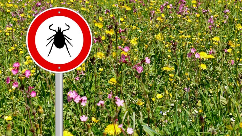 La transmission de la maladie de Lyme à l’homme se fait uniquement par piqûre de tique (photo d'illustration)