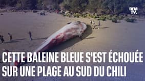Une baleine bleue, considérée comme le plus grand animal sur Terre, s'est échouée sur une plage au Chili  