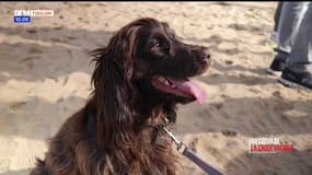 Au Cœur de la Croix Valmer : le Soli'dog