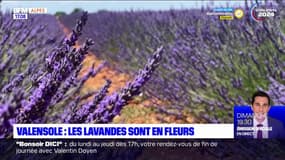 Alpes-de-Haute-Provence: les lavandes sont en fleurs à Valensole