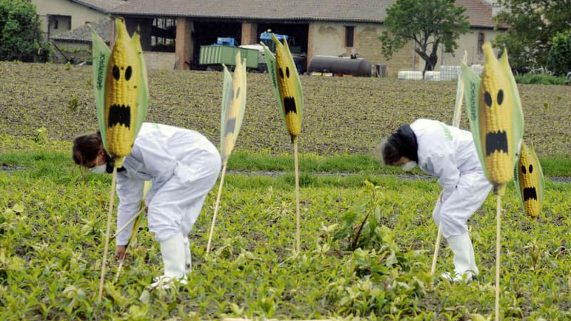 Des activistes anti-OGM en France (photo d'illustration). 