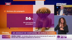 Les animaux de compagnie, un juteux business