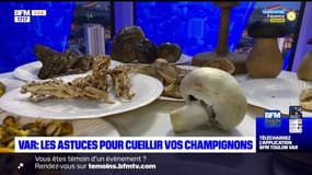 Var: de belles cueillettes de champignons malgré la sécheresse