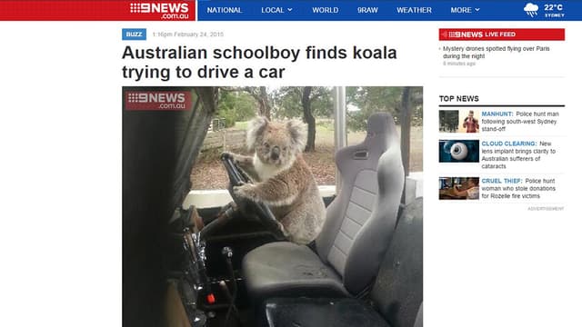 Sam Box a tenu à envoyer cette photo d'un koala au volant de la voiture au site d'information 9news.com, tant il était lui-même incrédule.