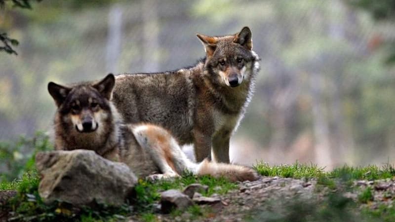 Les agriculteurs veulent tuer "cinq loups en Savoie d'ici la fin de l'année". (Photo d'illustration)