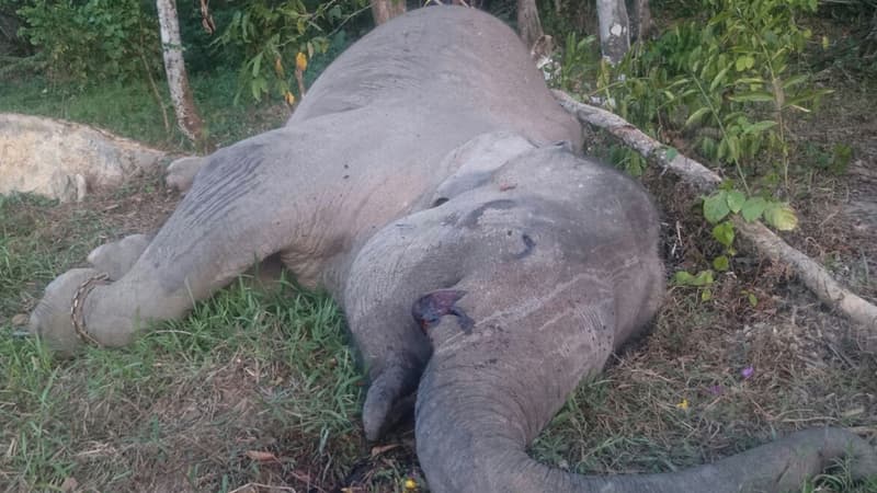 Yongki, éléphant de Sumatra retrouvé mort le 21 septembre 2015