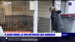 Inondations dans le Pas-de-Calais: les animaux de retour à la SPA de Saint-Omer