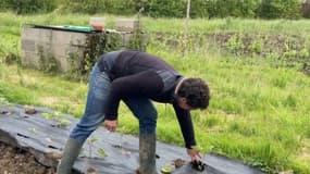 Une production de fraises à Steinbourg dans le Bas-Rhin.