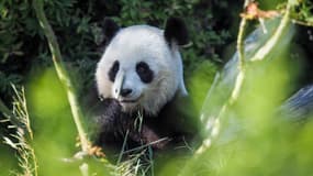 La femelle panda Huan Huan au zoo de Beauval en septembre 2019.