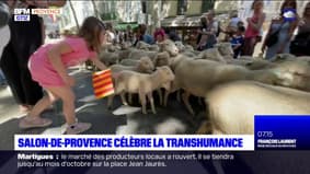 Salon-de-Provence a célébré la transhumance avec une parade d'animaux
