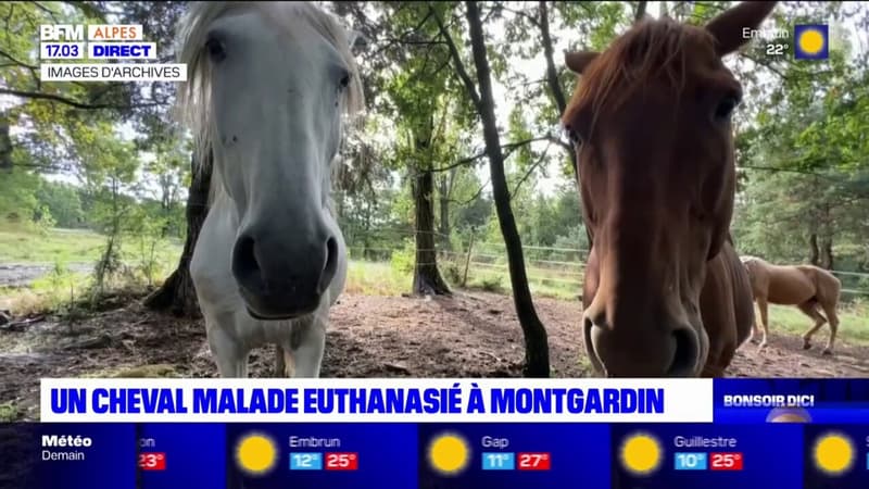 Montgardin: un cheval porteur d'une anémie infectieuse euthanasié