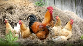Des poules et un coq dans une basse cour. (photo d'illustration)