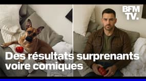 Des internautes transforment leurs animaux de compagnie en humain avec ChatGPT