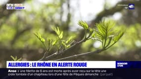 Allergies : Le Rhône en alerte rouge 
