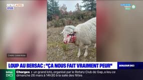 Attaque de Loup au Bersac: "ça nous fait vraiment peur"