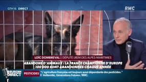 "Il y a un gros travail d’éducation à faire": une mission contre l’abandon des animaux de compagnie, confiée à député LREM