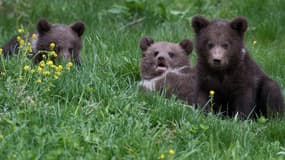 Une portée d'oursons à l'Aran Park, à Bossost dans les Pyrénées espagnoles. (Photo d'illustration)