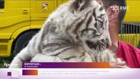 Le Parlement vote la disparition des animaux sauvage dans les cirques d'ici 2028