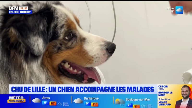 Un berger australien de 18 mois sauvé par les urgences vétérinaires de Lille