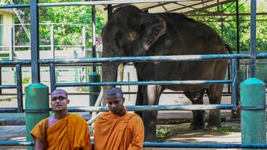 L'éléphant Muthu Raja, au coeur d'un incident diplomatique entre la Thaïlande et le Sri Lanka, au zoo de Colombo, le 30 juin 2023.