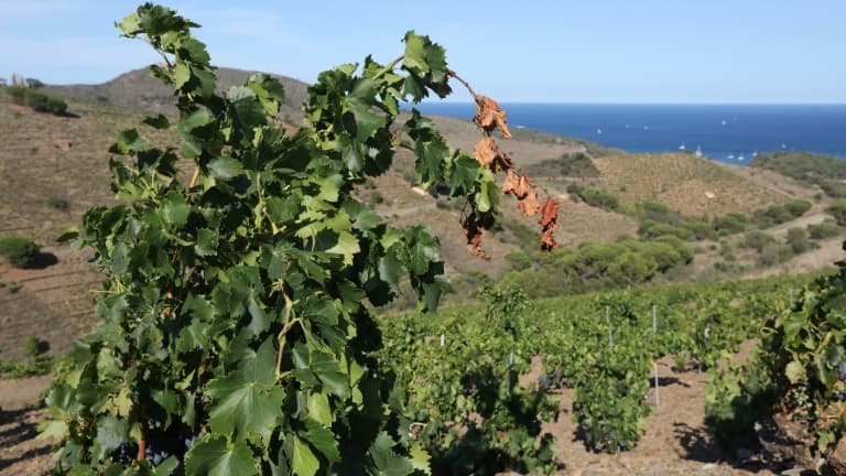 Le vignoble des Clos de Paulilles touché par la sécheresse, le 8 août 2023 à Port-Vendres, dans les Pyrénées-Orientales 