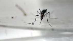 Le moustique "Aedes Aegypti"