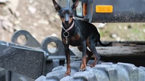 Un Pinscher - photo d'illustration