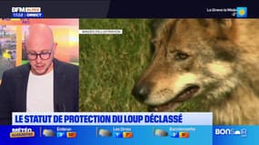 Alpes du Sud: le statut du loup déclassé au sein de la convention de berne