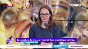 RMC s’engage pour vous : Les ruches du voisin rendent leur quotidien infernal - 18/05