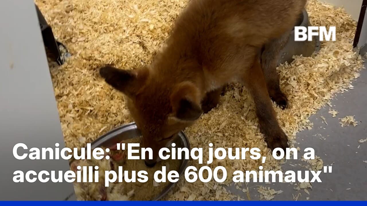 Avec la canicule, les centres de soins pour animaux sauvages sont en alerte rouge