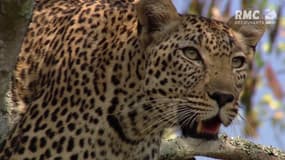 L'attaque éclair d'un léopard sur un impala