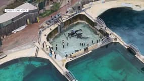 Les orques de Marineland rassemblées dans un bassin, le 9 janvier 2024. 