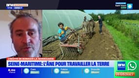Seine-Maritime: une ferme utilise des ânes pour travailler la terre à la place d'une machine