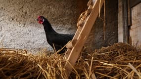Deux poules ont été amenées à l'EPM de Porcheville, dans les Yvelines. (Photo d'illustration)