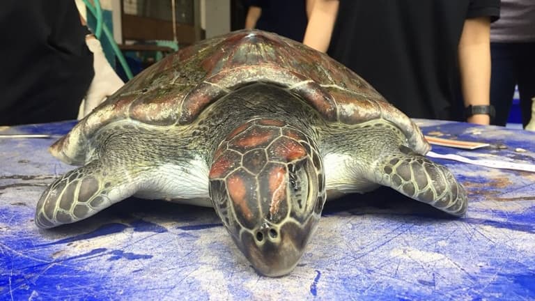 Cette grosse tortue verte a ingéré trop de plastique 