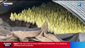 Nord: c'est parti pour la récolte des endives