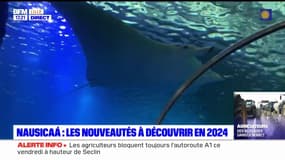 Nausicaa: les nouveautés à découvrir en 2024 au centre national de la mer