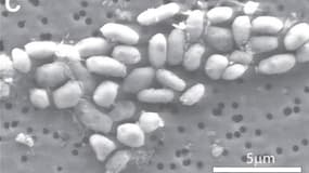 Image obtenue grâce à un microscope électronique à balayage de bactéries de la souche GFAJ-1. Cette variété de bactéries, découverte dans un lac salé de Californie, se développe grâce à l'arsenic et incorporent même cet élément toxique dans leur ADN. Les