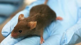 Les souris ne pourront plus être disséquées dans les cours de biologie.
