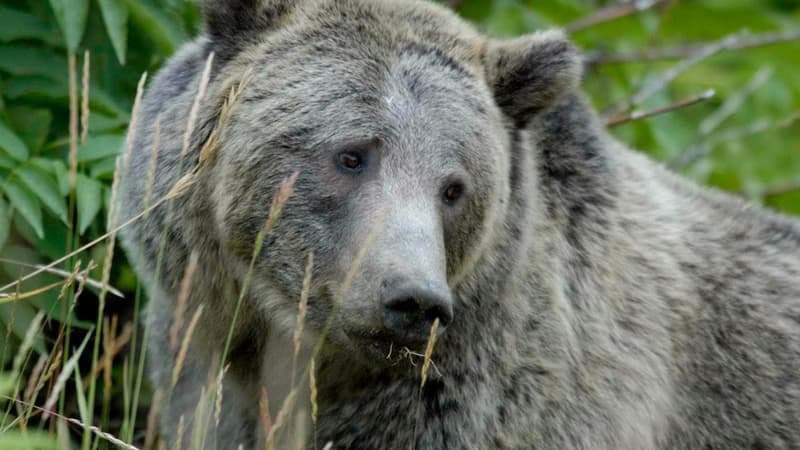États-Unis: deux étudiants lutteurs en viennent aux mains avec un grizzli dans le Wyoming