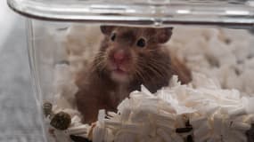 Un hamster à Hong Kong le 19 janvier 2022