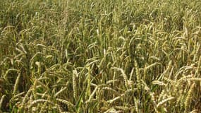 Un champs de blé près de Péronne, en Picardie. - Flickr - CC Commons - Bartwatching