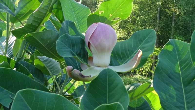 Loiret: une espèce de magnolia très rare fleurit pour la troisième en sept ans
