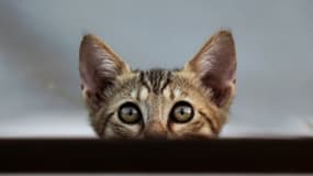 Un chat de gouttière dans une rue de Nicosie à Chypre, le 4 août 2018. (Photo d'illustration) - Hasan Jamali - AFP