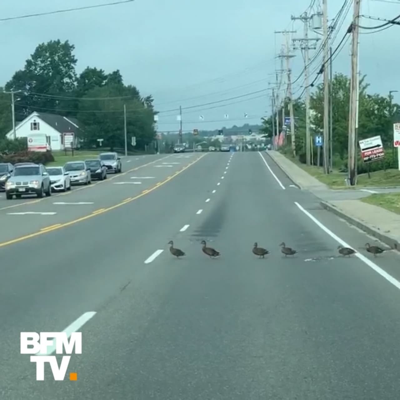 Durant Plus D Une Minute Ces Canards Ont Bloque La Circulation En Traversant La Route