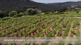 Agriculteur du Sud : Benoist VIANNEY, vigneron en Région Sud et fier de l'être