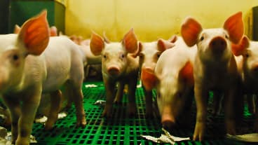 Serge Personeni a expliqué avoir été rendu sourd par les cris des 4.000 cochons et porcelets dont il avait la charge.